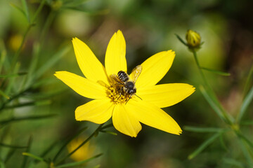 Leafcutter bee (Megachile), family mason bees (Megachilidae) on Thread-leaf coreopsis, Tickseed (Coreopsis verticillata), family Asteraceae or Compositae. Dutch garden. Summer, July