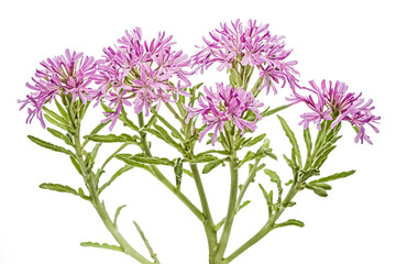 Pink Flowers with Green Stems on White Background