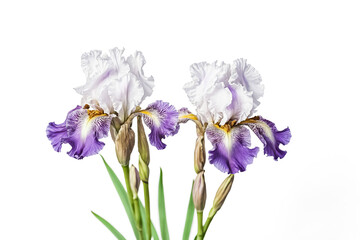 Two Purple Iris Flowers with Green Stems and Buds Isolated on White Background
