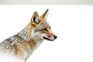 Fototapeta premium Coyote Close-Up with White Background