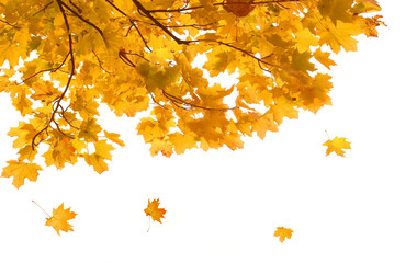  Isolated yellow foliage.  Maple tree with golden leaves. Fall leaf branch