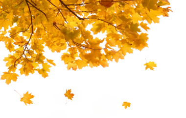  Isolated yellow foliage.  Maple tree with golden leaves. Fall leaf branch