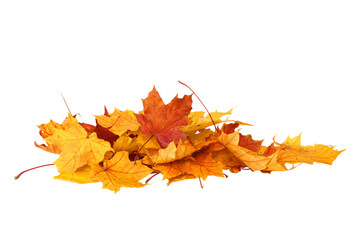 Pile of autumn maple colored leaves isolated
