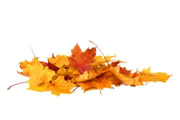 Pile of autumn maple colored leaves isolated
