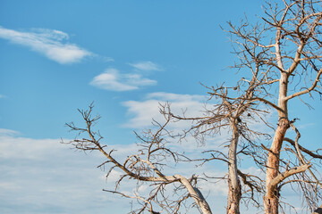Poster about drought problems about the danger of fires in mountain forests, dead dry pine tree against blue sky