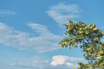 A branch of a blooming acacia against the background of a summer sky with clouds, the concept of nature protection and relaxation in popular parks