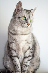Piękny szary kot z żółto zielonymi oczami 