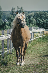 Koń na wybiegu © Grzegorz