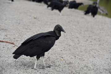 Obraz premium A black vulture, Coragyps atratus, standing on gray sand beach with other vultures out of focus in the back. 