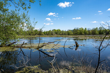 Amidst the peaceful tranquility of &Icirc;le Saint-Bernard, a vibrant wetland scene unfolds, framed by verdant foliage, where calm waters reflect the lush, spring-green landscape under a clear blue sky.