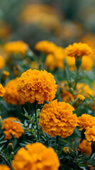 Close-up of vibrant orange marigold flowers