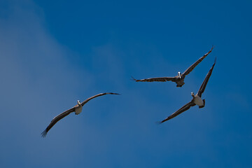 Three pelicans in flight head on 