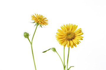 Single Yellow Daisy Flower on White Background