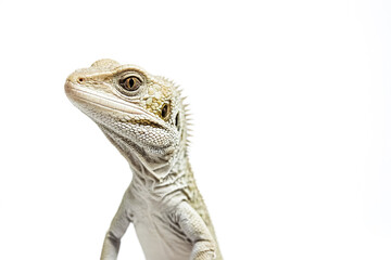Obraz premium Close-up of a lizard's head against a white background