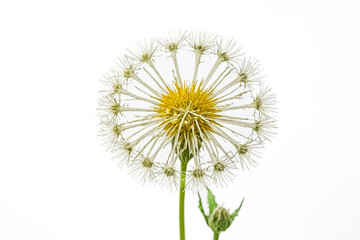 Closeup of a dandelion seed head with white petals and a yellow center