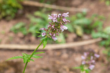 Close up of Canary Islands balm (cedronella canariensis) in bloom
