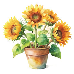 Obraz premium Watercolor Sunflower on White Background