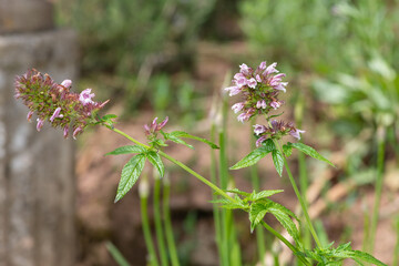 Close up of Canary Islands balm (cedronella canariensis) in bloom