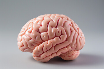 human brain
