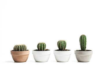 Four potted cacti in a row on a white background