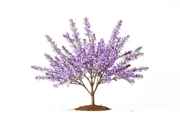 Purple Flower Tree on White Background