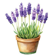 Obraz premium Watercolor Lavender Bouquet Clipart