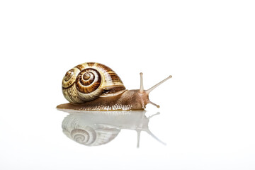 Snail with brown and white shell on white background