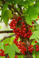 Ripe red currants growing in organic garden close-up. Fresh bunch of natural fruit growing on branch on farm. Healthy food, back to nature concept.
