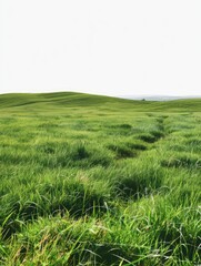 Obraz premium Sweeping view of verdant, gentle hills, with soft lighting indicating morning or late afternoon.