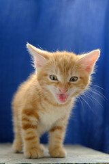 Obraz premium Funny cat meows loudly and looks red-haired, ginger kitten, cute domestic pet, at home. Kurilian Bobtail breed, blue backgraund