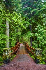 Fototapeta premium Lush Forest Pathway with Wooden Bridge in Dense Temperate Forest Eye Level