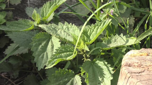 A close-up shot of a stinging nettle plant growing near a tree stump. The plant is green and has sharp, pointed leaves. The tree stump is brown and weathered.