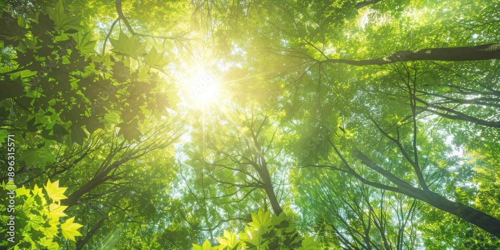 Wall mural Sunlight Through Lush Green Canopy