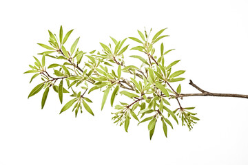 Obraz premium Branch with green leaves and buds isolated on white background