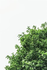 Obraz premium Green leaves on branches against a clear sky.