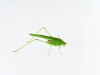 Sickle-bearing Bush-cricket in a white background. Genus Phaneroptera