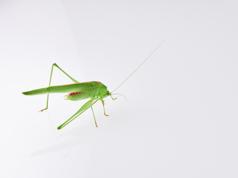 Sickle-bearing Bush-cricket in a white background. Genus Phaneroptera
