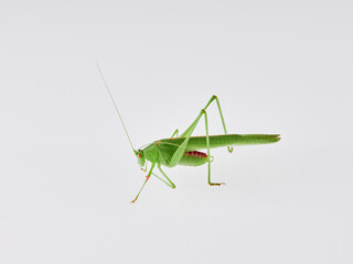 Fototapeta premium Sickle-bearing Bush-cricket in a white background. Genus Phaneroptera