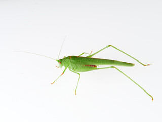 Sickle-bearing Bush-cricket in a white background. Genus Phaneroptera