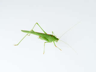 Fototapeta premium Sickle-bearing Bush-cricket in a white background. Genus Phaneroptera