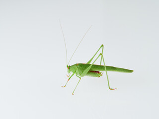 Sickle-bearing Bush-cricket in a white background. Genus Phaneroptera