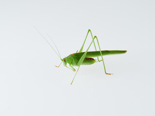 Sickle-bearing Bush-cricket in a white background. Genus Phaneroptera