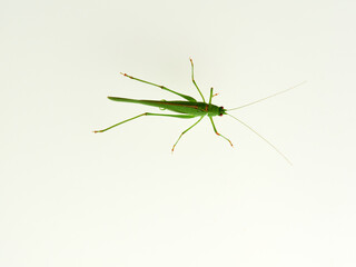 Sickle-bearing Bush-cricket in a white background. Genus Phaneroptera