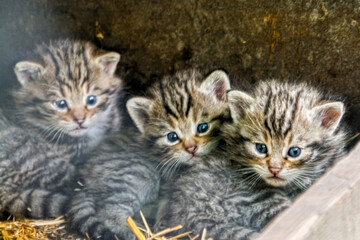 European wild cat kittens in a den