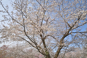 京都府立植物園のサクラ