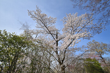 京都府立植物園のサクラ
