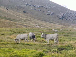 Fototapeta premium cows in the field