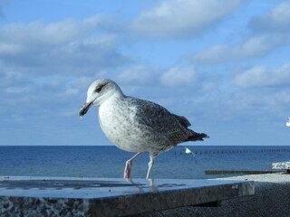 young seagull on the beach