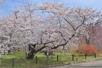 Fototapeta premium 京都府立植物園のサクラ