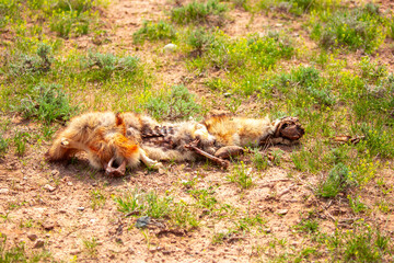 Close-up of a fox corpse. The carcass of a fox lies on the ground, the skull bones and torn skin are visible.